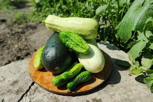 Огірки та кабачки ще можуть дати врожай: чим підживити рослини наприкінці сезону