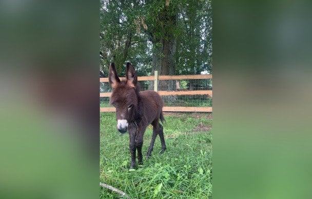 Поліцейський зайшов на чуже пасовище і застрелив улюбленця родини: що сталося