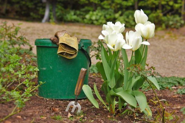 Коли та як садити тюльпани восени